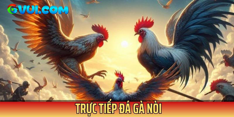 Đá gà nòi là hình thức được ưa chuộng nhất hiện nay