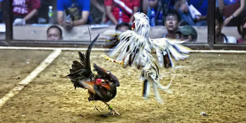 Tăng gấp đôi cơ hội thắng với ưu đãi mỗi ngày