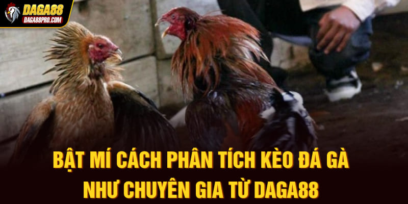 phân tích kèo đá gà