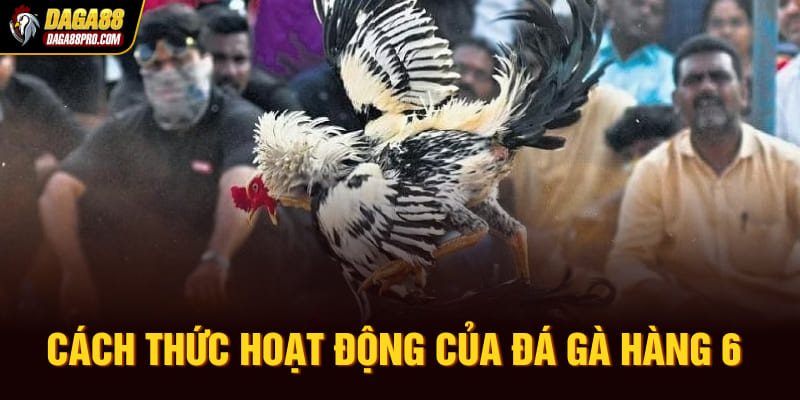 Cách thức hoạt động của đá gà hàng 6