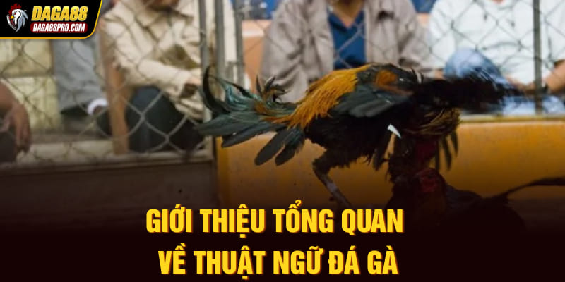 Giới thiệu tổng quan về thuật ngữ đá gà