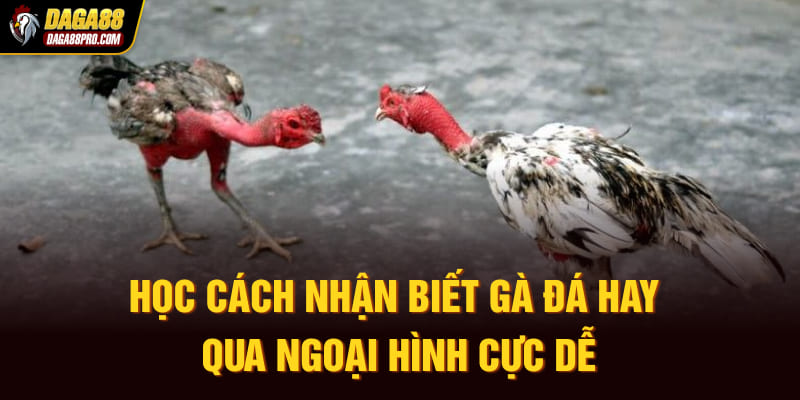 Học cách nhận biết gà đá hay qua ngoại hình cực dễ