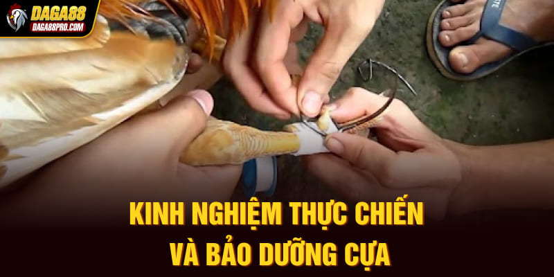 Kinh Nghiệm Thực Chiến Và Bảo Dưỡng Cựa