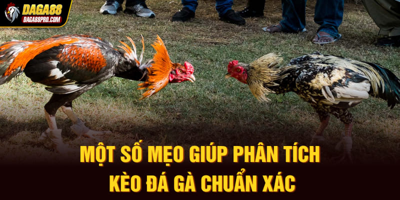Một số mẹo giúp phân tích kèo đá gà chuẩn xác