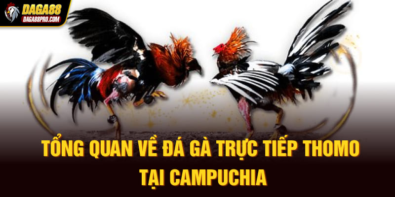 Tổng quan về đá gà trực tiếp Thomo tại Campuchia