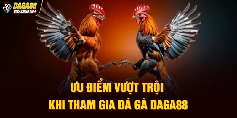Ưu điểm vượt trội khi tham gia đá gà Daga88