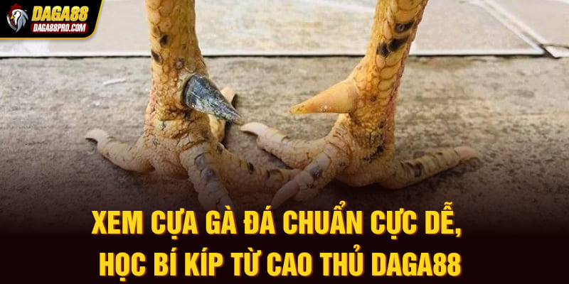 xem cựa gà đá
